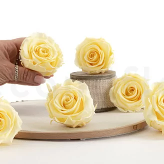 Konservierte Rose XL Pastellgelb (x6)