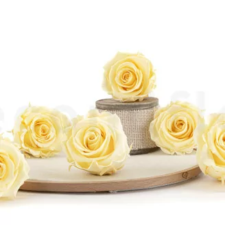Preserved Rose XL Buttermilk (x6)