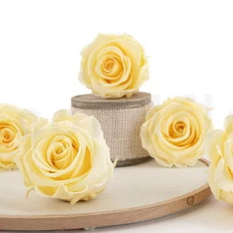 Konservierte Rose XL Pastellgelb (x6)