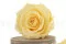 Rosa preservada XL Amarillo Pastel (x6) 5