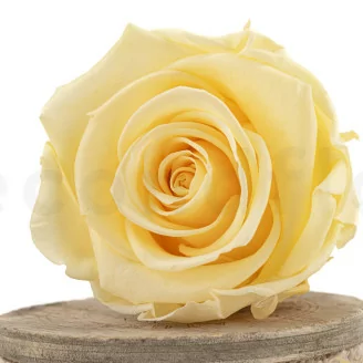 Konservierte Rose XL Pastellgelb (x6)