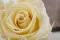 Rose stabilis&eacute;e XL Jaune Pastel (x6) 9
