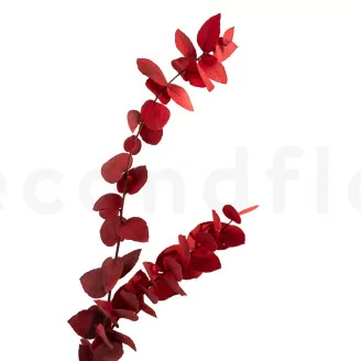 Eucalyptus Stuartiana stabilis&eacute; Rouge