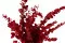 Preserved Stuartiana Eucalyptus Red 2