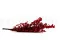 Eucalyptus Stuartiana stabilis&eacute; Rouge 7