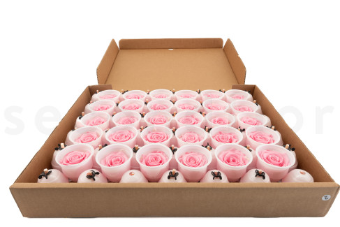 Preserved rose Kiara XL - Bulk of 72 units - Bridal Pink