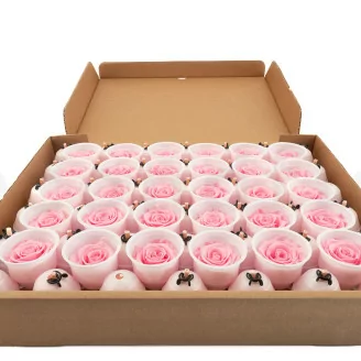 Preserved Rose XL Bridal Pink - Bulk (x72)