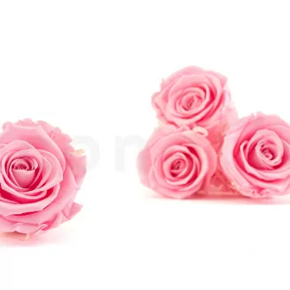 Rosa stabilizzata XL Bridal Pink - Grande formato (x72)
