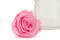 Rose stabilis&eacute;e XL Bridal Pink - Vrac (x72) 2