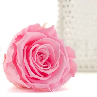 Rose stabilis&eacute;e XL Bridal Pink - Vrac (x72)