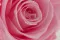 Rosa stabilizzata XL Bridal Pink - Grande formato (x72) 4