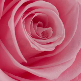 Rose stabilis&eacute;e XL Bridal Pink - Vrac (x72)