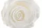 Rosa stabilizzata XL Bianco - Grande formato (x72) 4