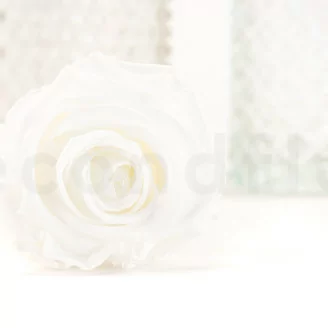 Rose stabilis&eacute;e XL Blanc - Vrac (x72)