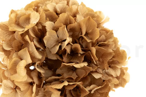 Preserved Extra Hydrangea - Cappuccino