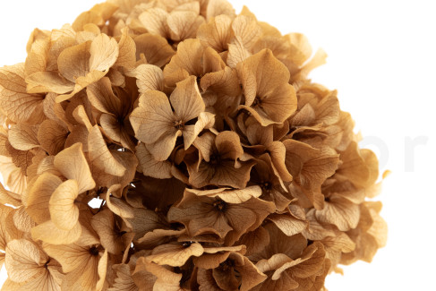 Stabilized Extra Hydrangea - Cappuccino