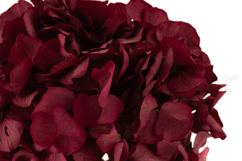 Preserved Extra Hydrangea - Light Plum