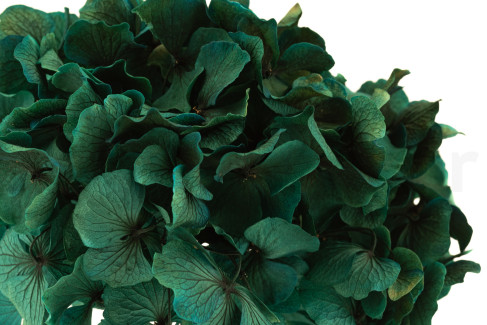 Hortensia Extra preservado - Blue Lagoon