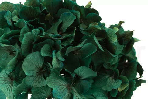 Preserved Extra Hydrangea - Blue Lagoon