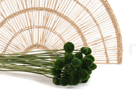 Craspedia Stabilis&eacute; - Bouquet - Eden Green