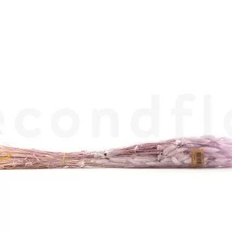 Dried Lagurus Ovatus Lavender Lane