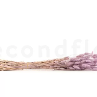 Getrockneter Lagurus Ovatus Lavender Lane