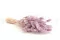 Lagurus Ovatus seco Lavender Lane 5