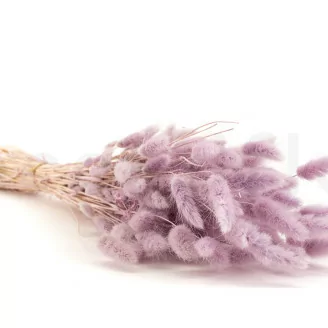 Dried Lagurus Ovatus Lavender Lane