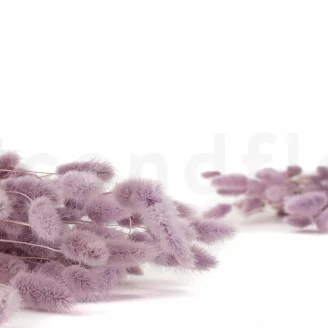 Lagurus Ovatus seco Lavender Lane
