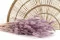 Dried Lagurus Ovatus Lavender Lane 1