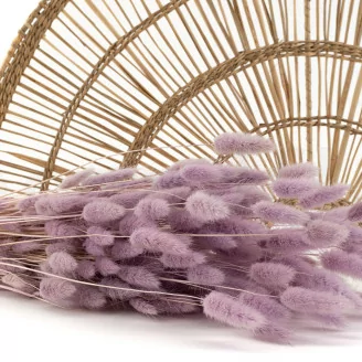 Getrockneter Lagurus Ovatus Lavender Lane