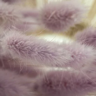 Lagurus Ovatus seco Lavender Lane