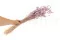 Lagurus Ovatus essiccato Lavender Lane 4