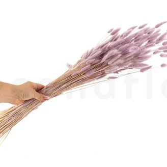 Lagurus Ovatus essiccato Lavender Lane