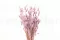 Dried Lagurus Ovatus Lavender Lane 8