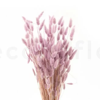 Dried Lagurus Ovatus Lavender Lane