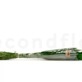 Getrockneter Lagurus Ovatus Eden Green