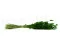 Lagurus s&eacute;ch&eacute; Eden Green 5