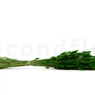 Getrockneter Lagurus Ovatus Eden Green