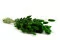 Lagurus Ovatus seco Eden Green 6