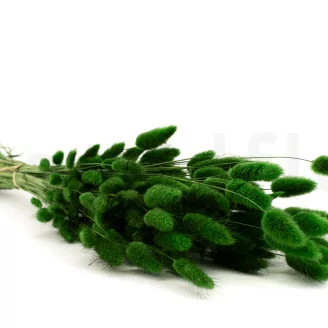 Getrockneter Lagurus Ovatus Eden Green