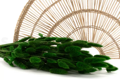 Lagurus Ovatus essiccato Eden Green