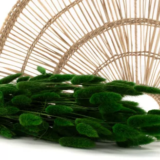 Lagurus s&eacute;ch&eacute; Eden Green