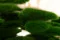 Getrockneter Lagurus Ovatus Eden Green 3