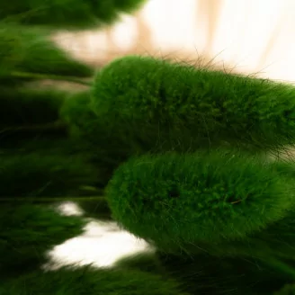 Dried Lagurus Ovatus Eden Green