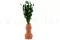 Getrockneter Lagurus Ovatus Eden Green 2