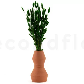 Lagurus Ovatus essiccato Eden Green