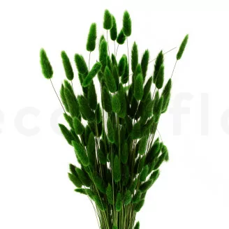 Getrockneter Lagurus Ovatus Eden Green