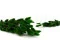 Lagurus Ovatus essiccato Eden Green 8