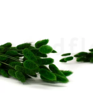 Dried Lagurus Ovatus Eden Green